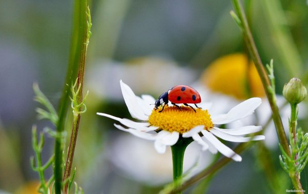 Август астры август звёзды август грозди винограда и рябины