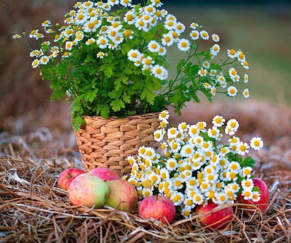 Цветы в ботинках