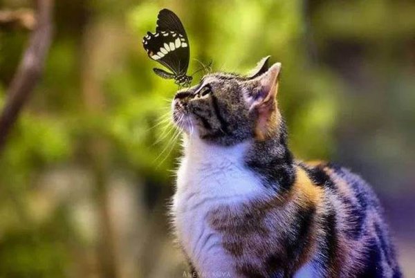 Кот с бабочкой на носу