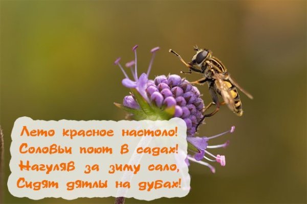 Ах лето красное прикольные картинки с надписями