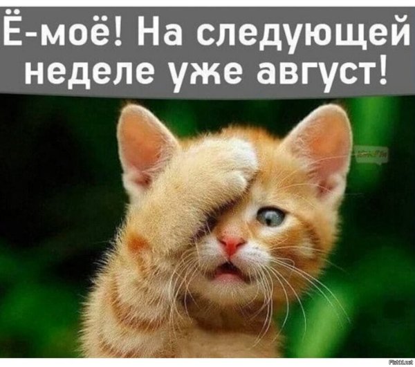 Собака в осенней листве