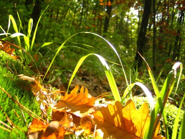 Конец лета август в лесу