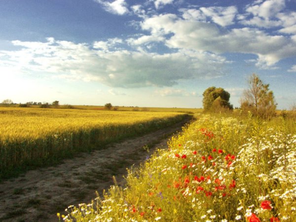 Пейзажи конец лета