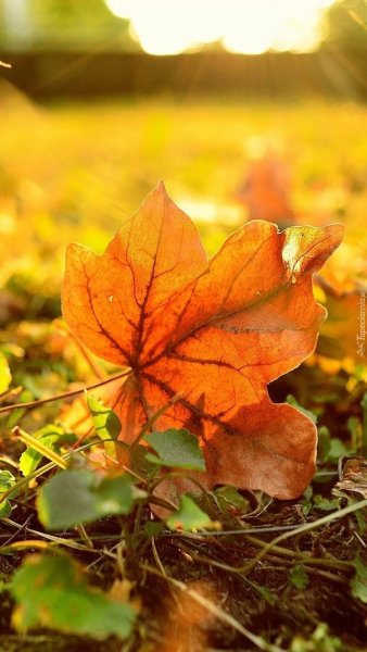 Трава осенью