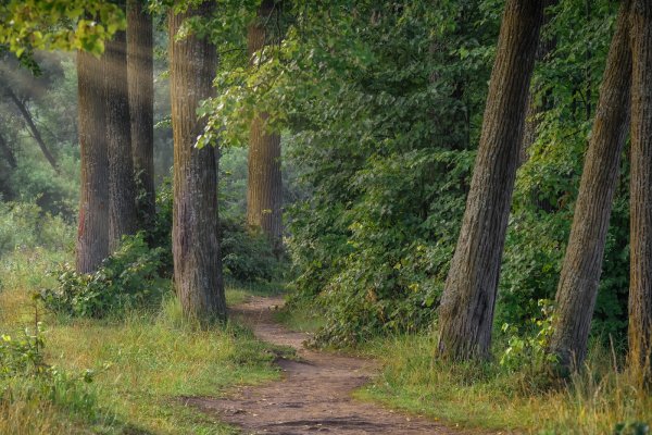 Экотропа Лесная опушка