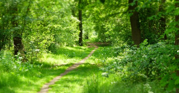 Летняя тропинка в лесу