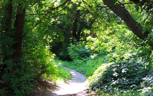 Лесная Поляна