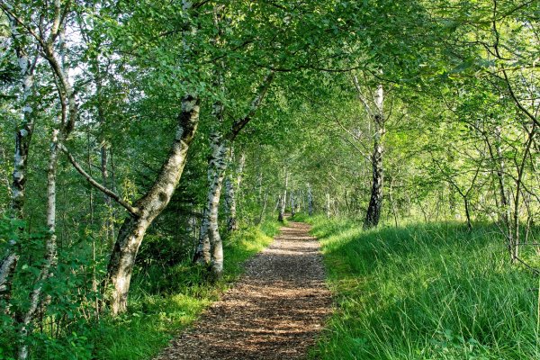 Тропинка в берёзовой роще лето