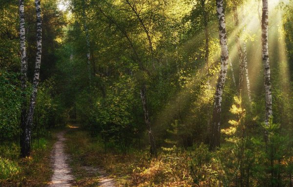 Летняя тропинка в лесу