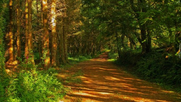 Лесной массив Нордмарка