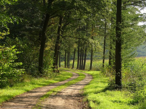 Дорога в лесу