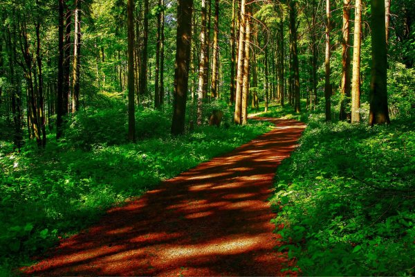 Природа лес