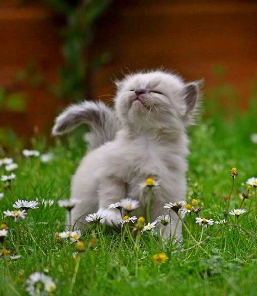 Добрый день с юмором