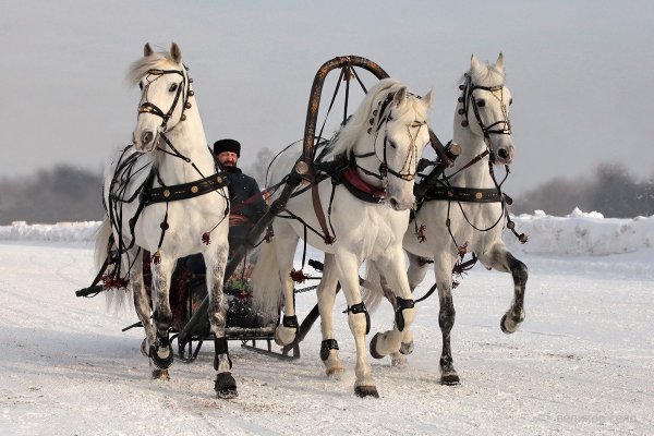 Конная упряжка тройка