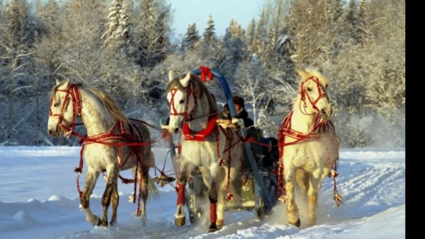Конная тройка русская