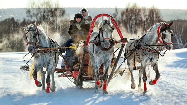 Конная упряжка тройка