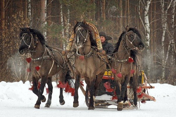 Вятская упряжная лошадь