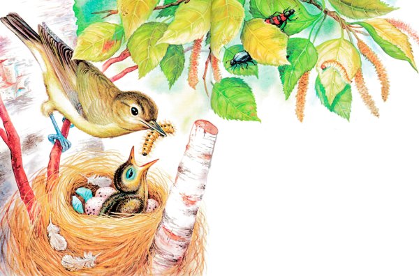 Виталий Бианки Подкидыш