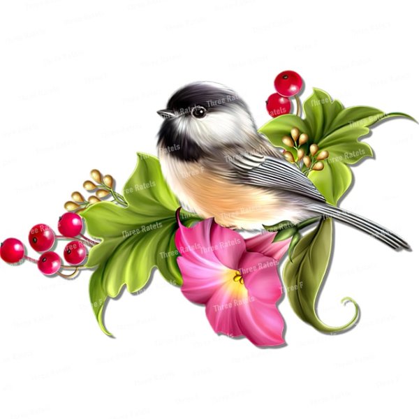 Много разных птиц