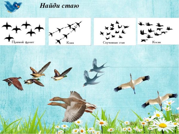 Зимующие птицы России для дошкольников