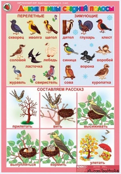 Перелетные птицы