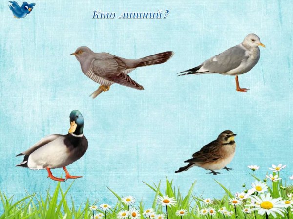 Птица иллюстрация