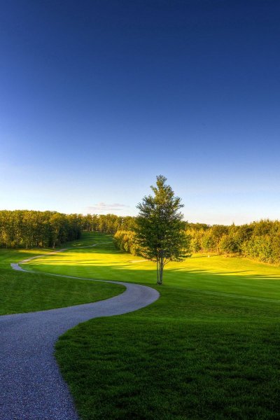 Река в лесу