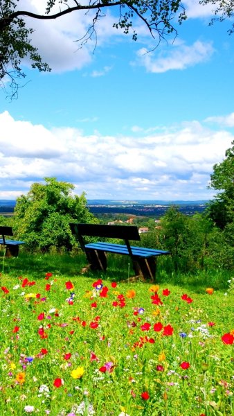 Леса с водопадом