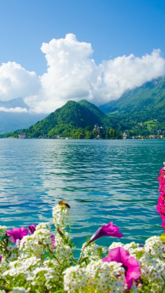 Яркие летние цветы