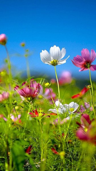 Природа вертикальные