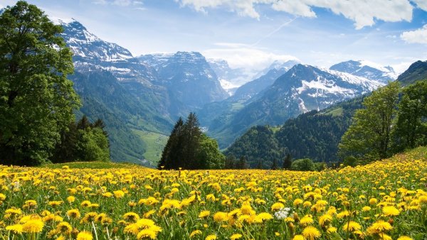 Природа вертикальные