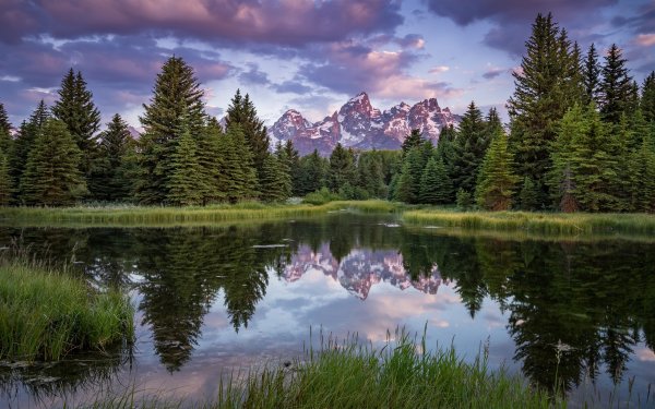 Лес красота