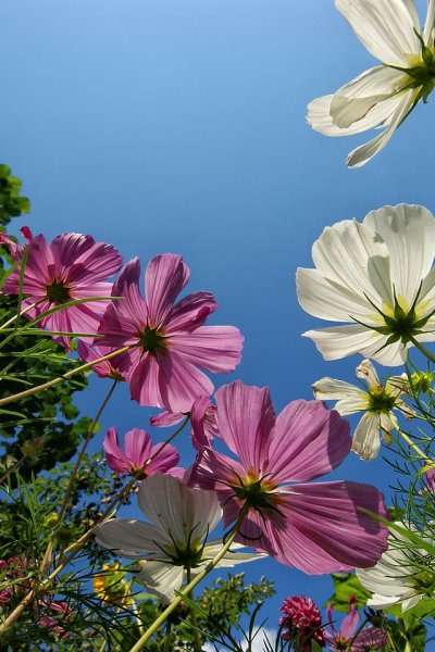 Космея дваждыперистая