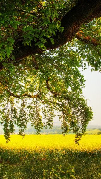 Лето природа