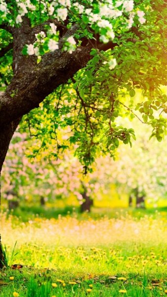 Лето цветы бабочки