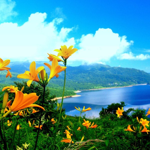 Разноцветное лето