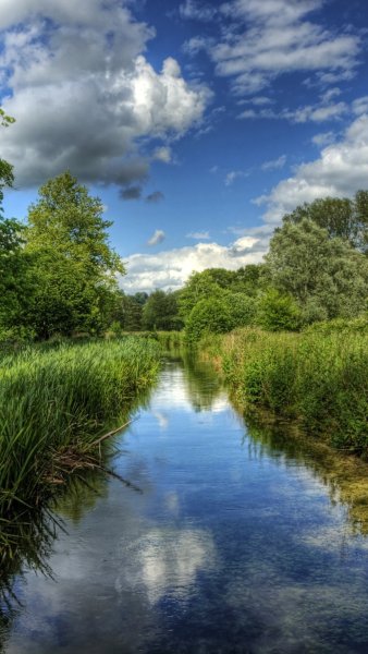 Березовый лес