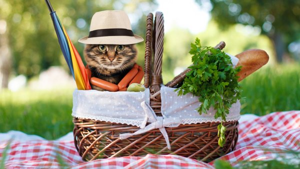 Красивый летний фон