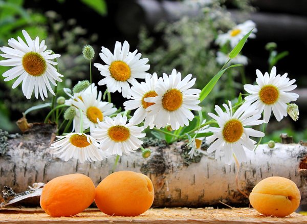 Ромашковое настроение