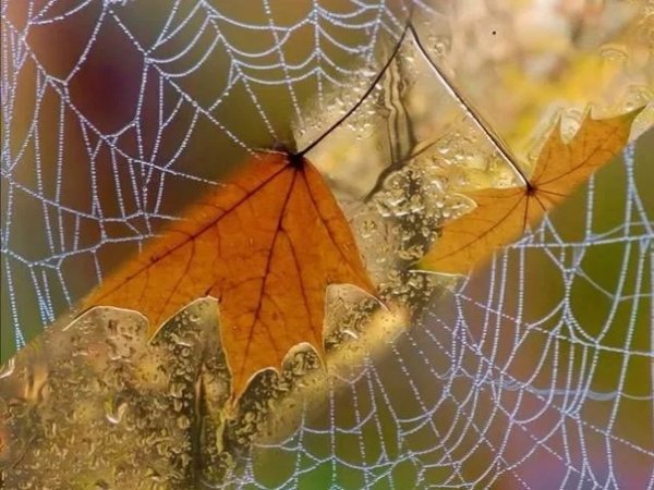 Дмитрий Борисович Кедрин бабье лето