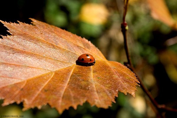 Божья коровка на осеннем листочке