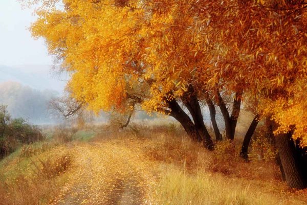 Осень природа в золото одета