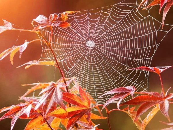 Осень бабье лето