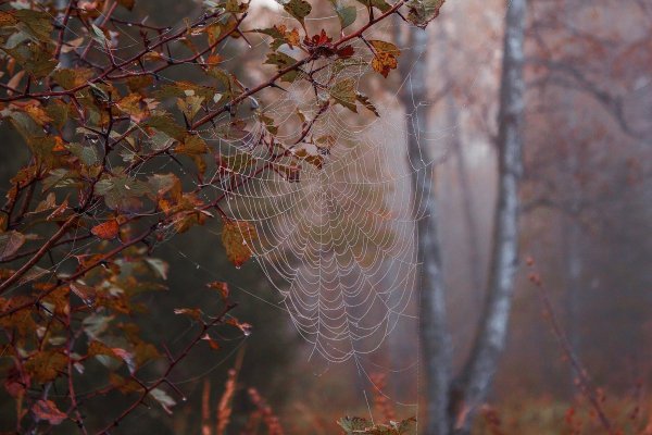 Осень паутинка