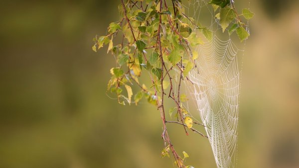Бабье лето паутинки