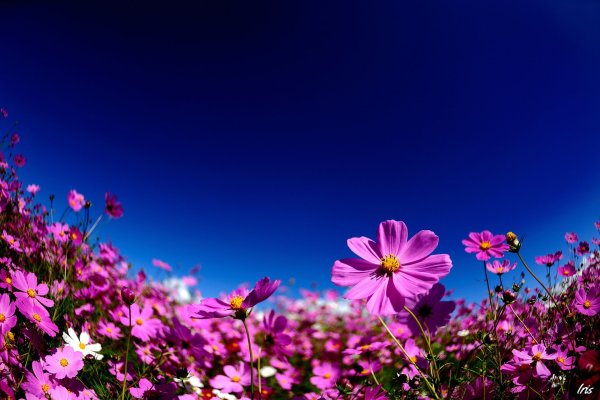Яркая природа