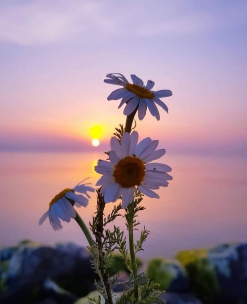 Доброго воскресенья и хорошего настроения