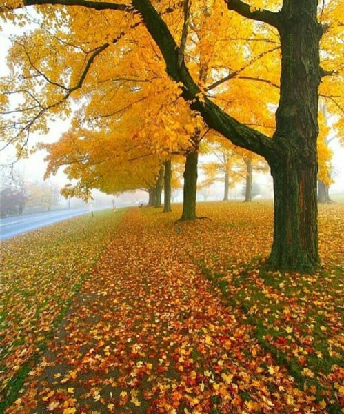 Лес в разные времена года