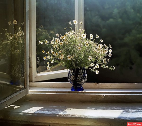 Цветы на окне