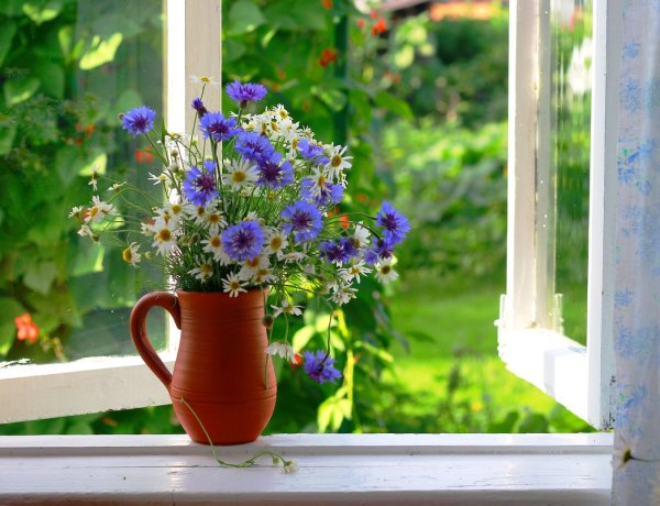 Летние цветы на окне